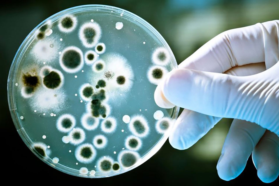 Biologji